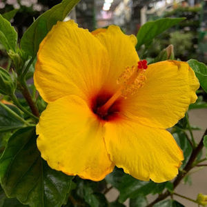 Meet your Posher, Reina